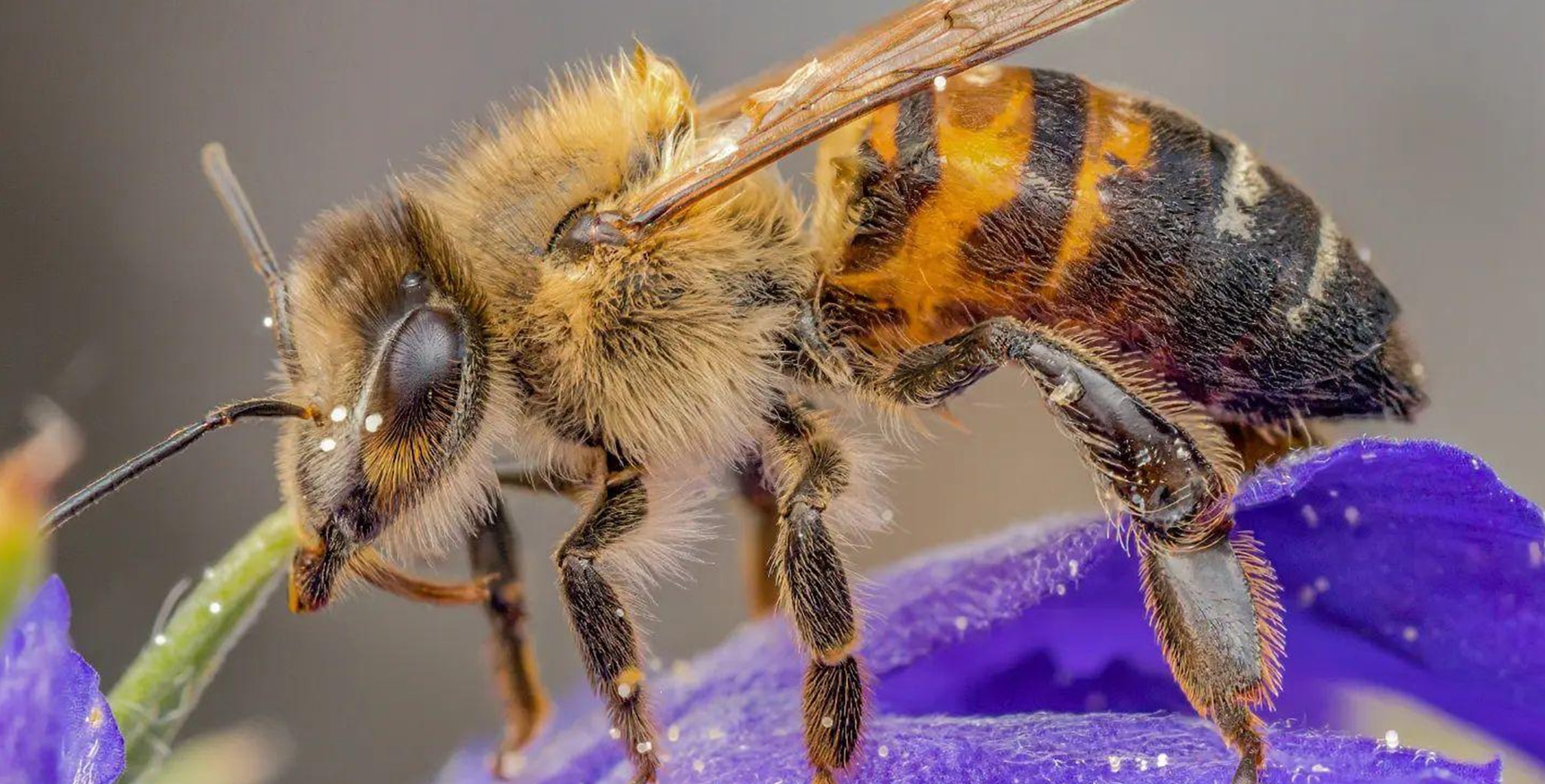 Bee facts insects arachnids bbc earth